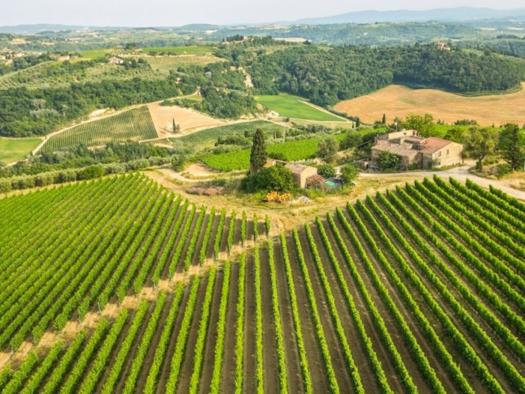 vineyards in Chianti