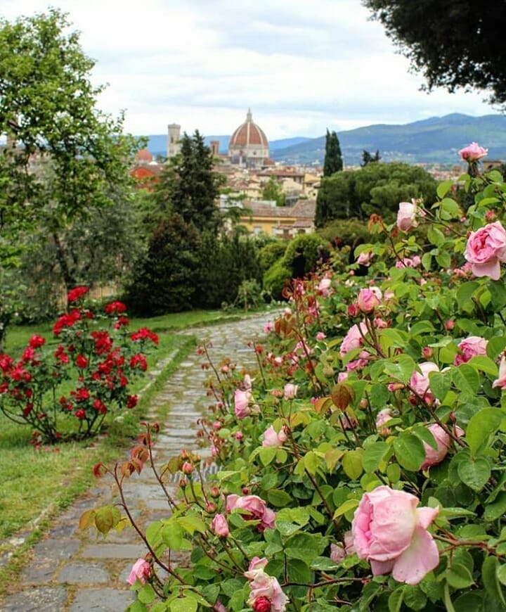 View of Florence through blooming roses in the Rose Garden