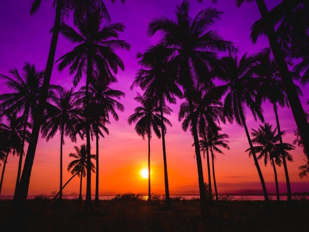 Palm tree silhouettes at Fort DeRussy Beach during sunset in Waikiki