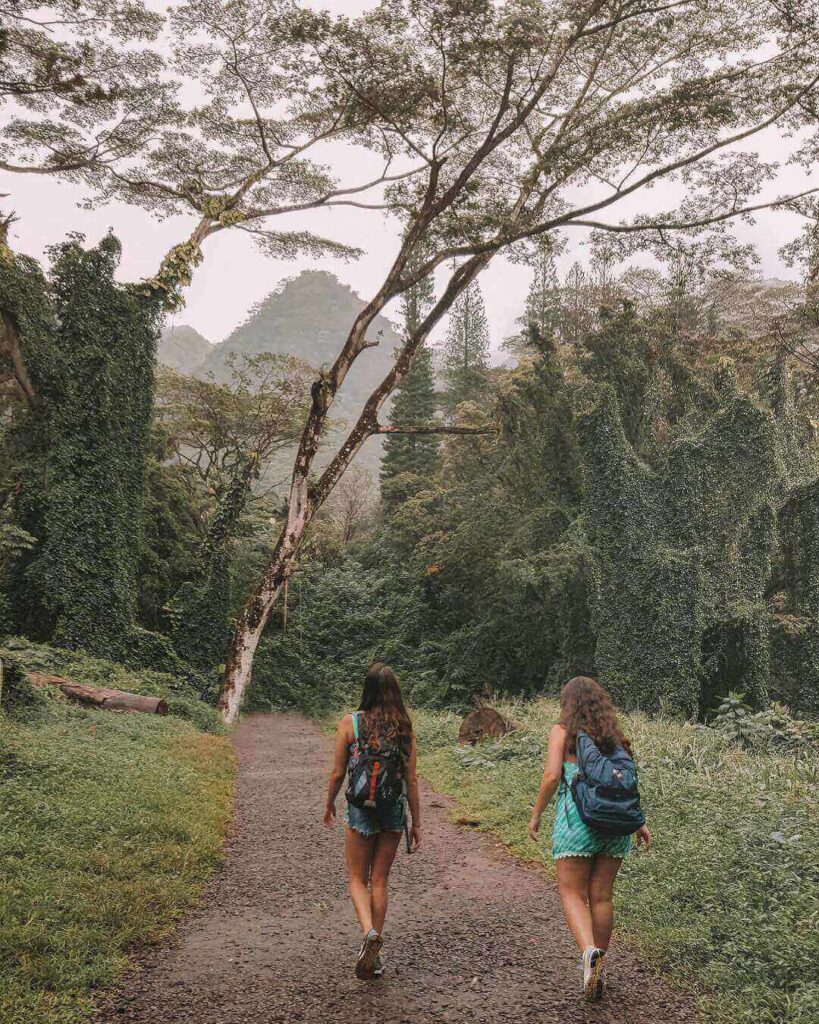 Hiker walking along the Manoa Falls Trail through tropical rainforest