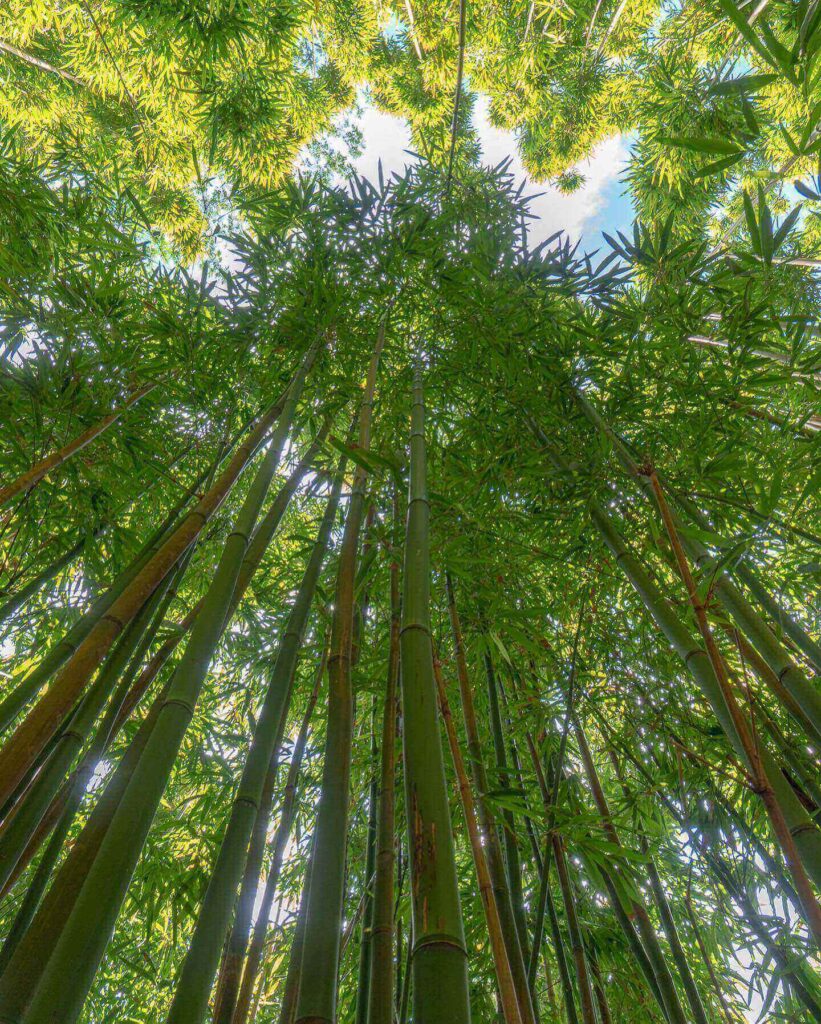 Towering bamboo grove along the Manoa Falls Trail