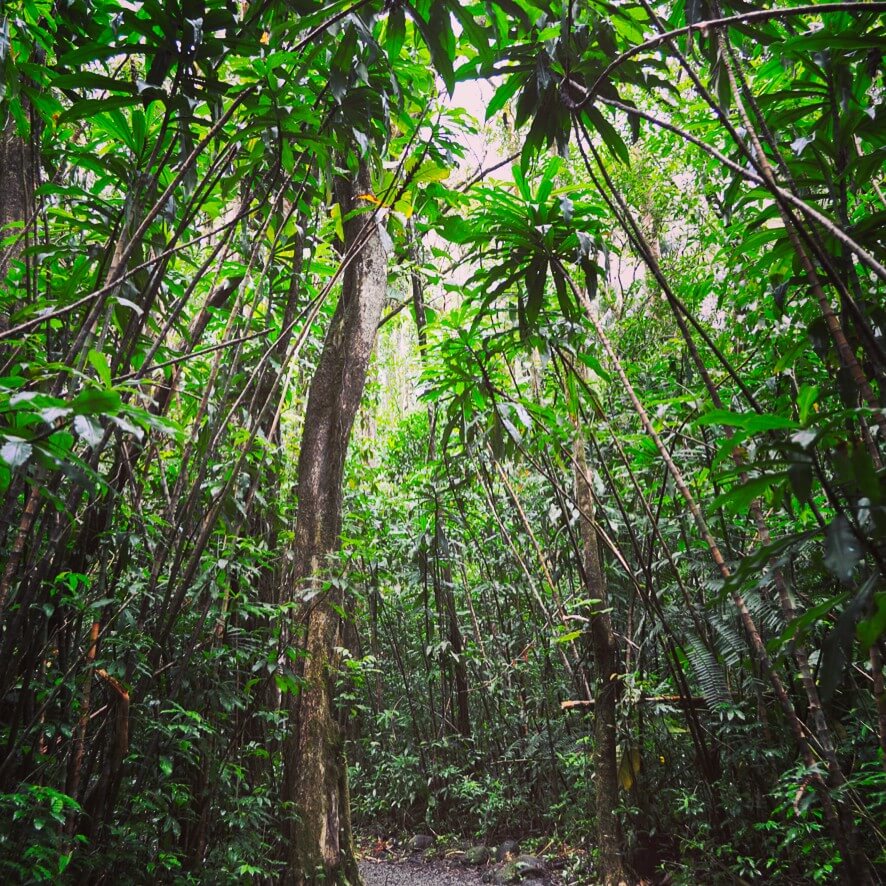 Towering bamboo grove along the Manoa Falls Trail in Oahu