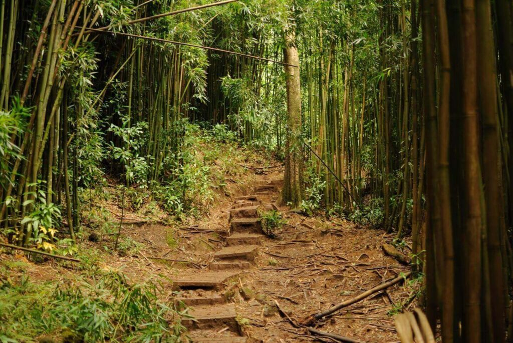 Hiker walking carefully on a muddy section of the Manoa Falls Trail