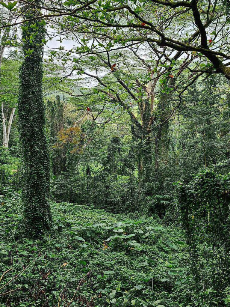 Dense tropical rainforest along the Manoa Falls Trail