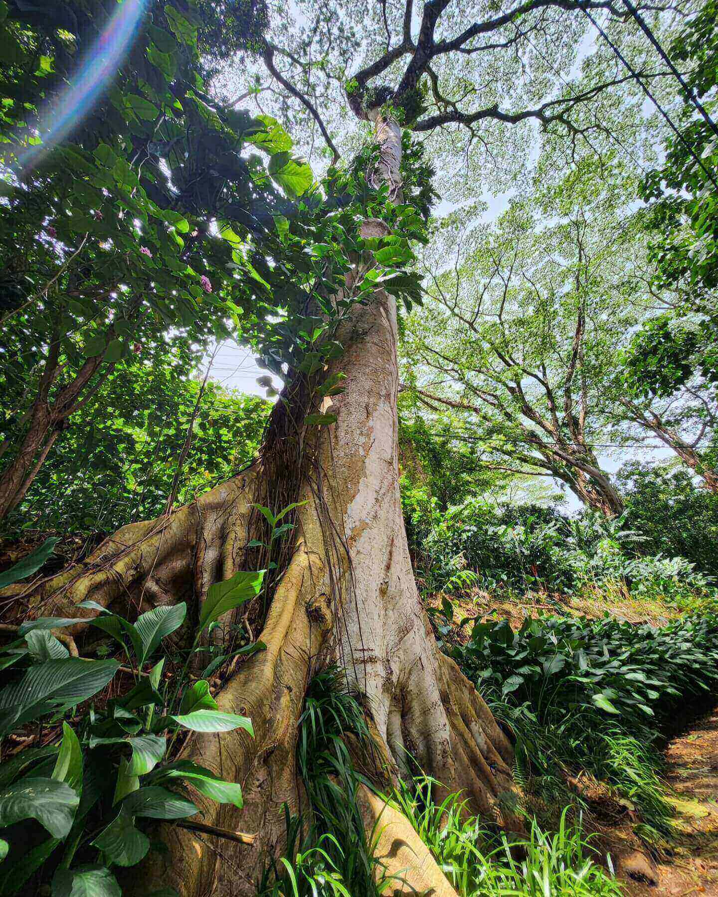 Tropical rainforest canopy along the Manoa Falls hiking trail