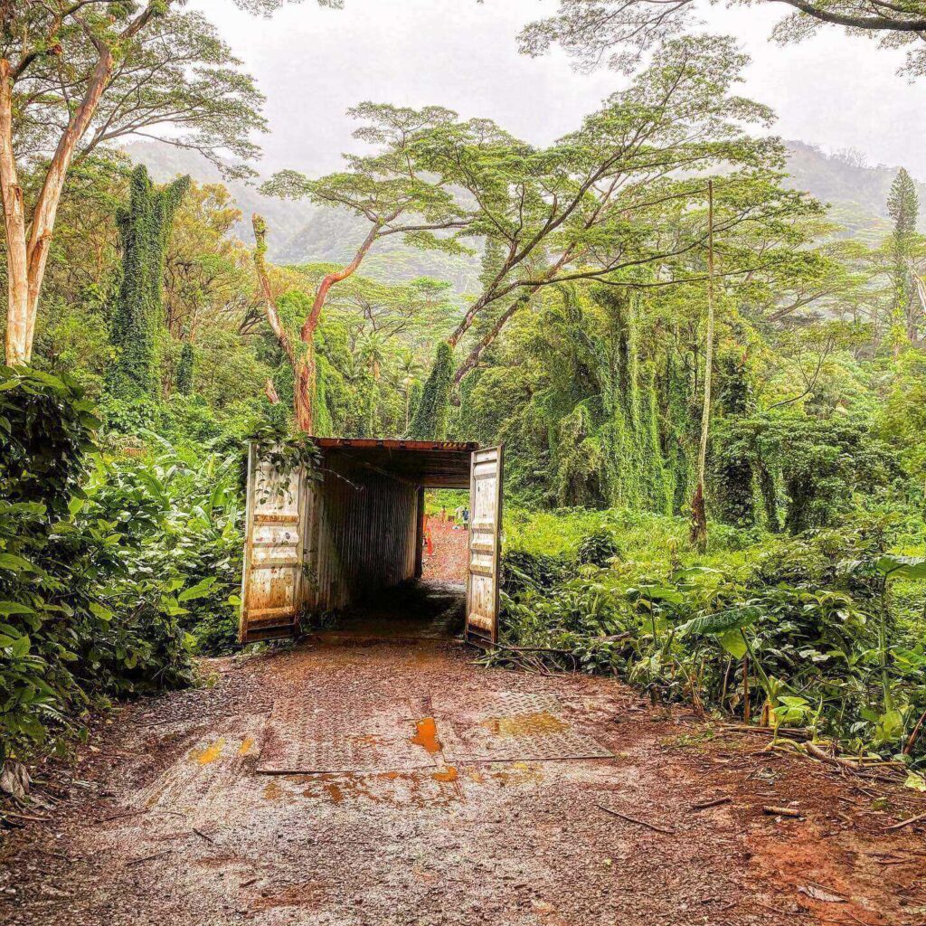 Muddy and uneven section of the Manoa Falls Trail with exposed tree roots