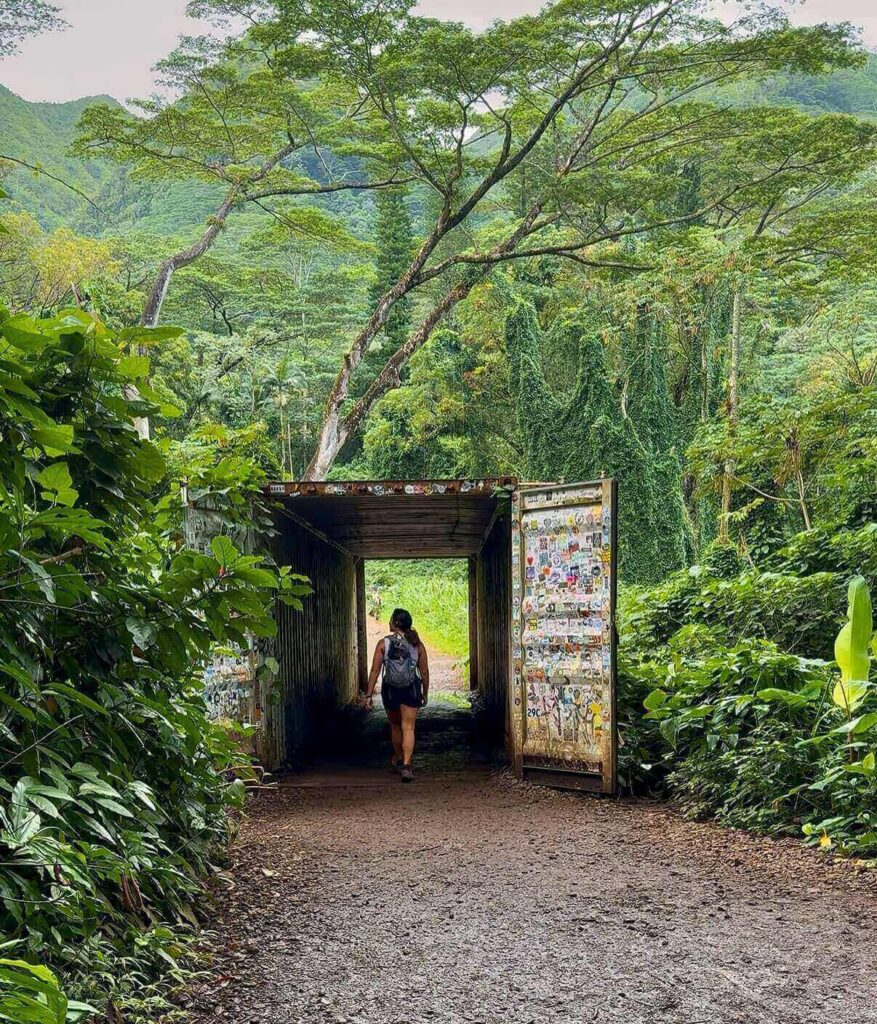 Visitors hiking along the Manoa Falls Trail in Oahu