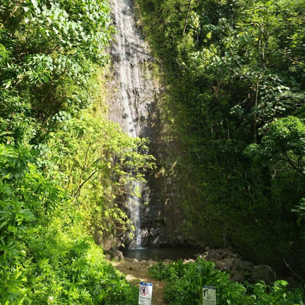 Hiking the Manoa Falls Trail: Lush Jungle Vibes Just Minutes from Honolulu
