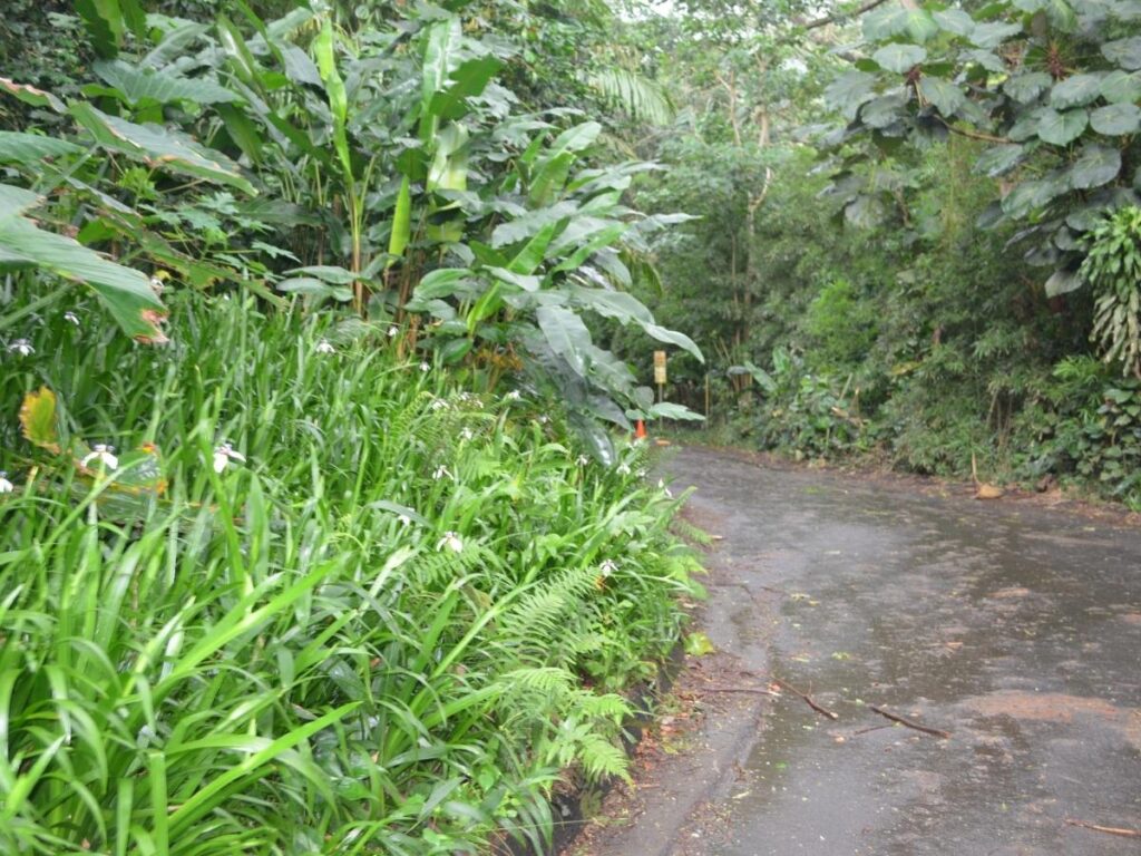 Trailhead entrance to the Manoa Falls Trail in Manoa Valley