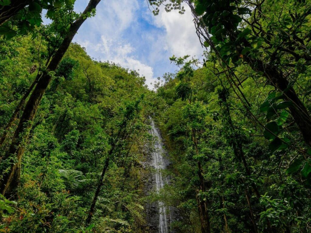 Manoa Falls waterfall with strong water flow during winter