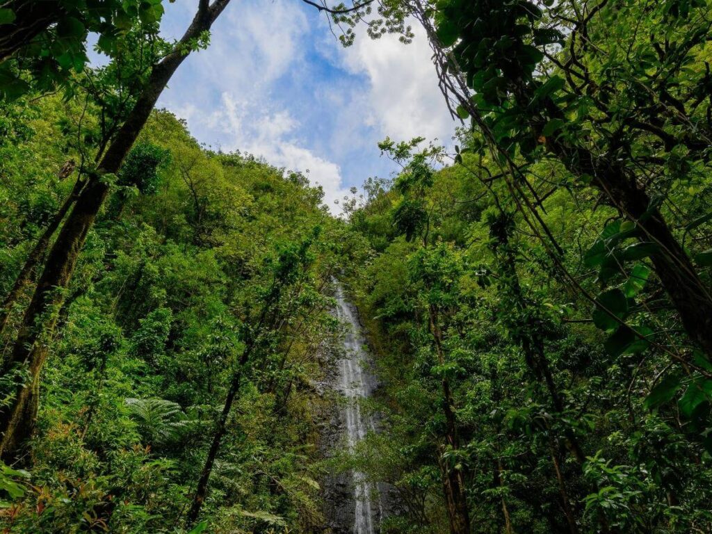 Manoa Falls waterfall surrounded by lush rainforest on Oahu