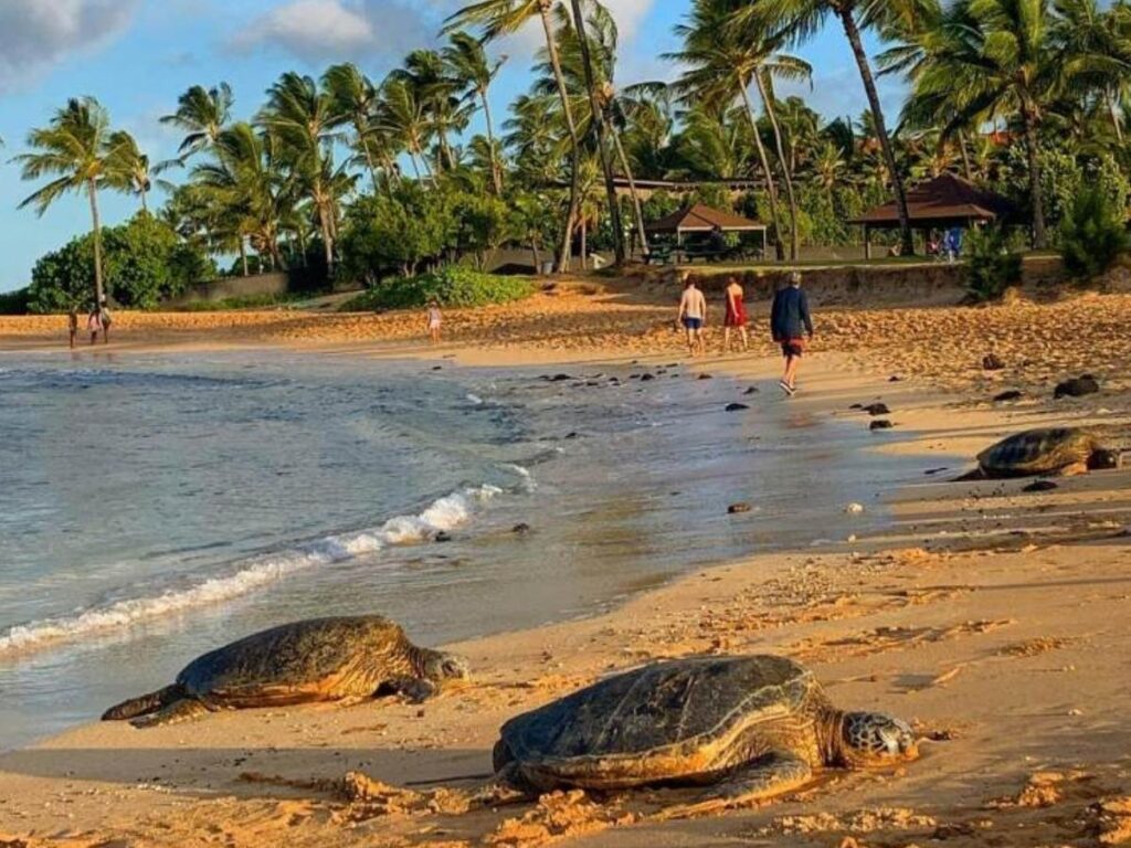 Poipu Beach on Kauai with calm water and sandy shoreline