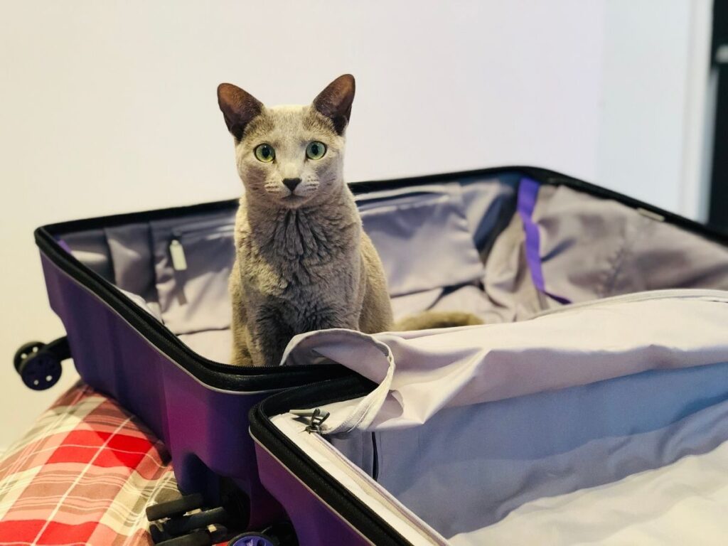 A hard-shell suitcase