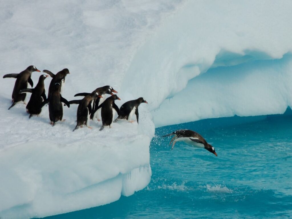 Penguins standing on ice floe with icebergs in Antarctica