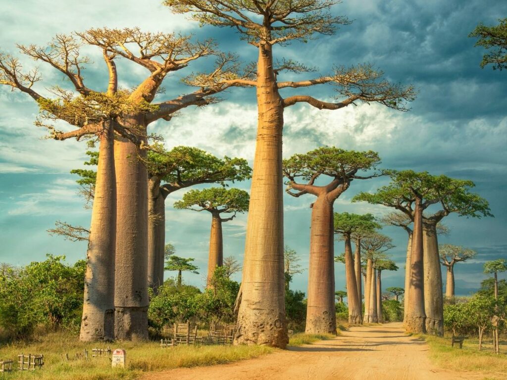 Baobab trees at sunset along the Avenue of the Baobabs in Madagascar