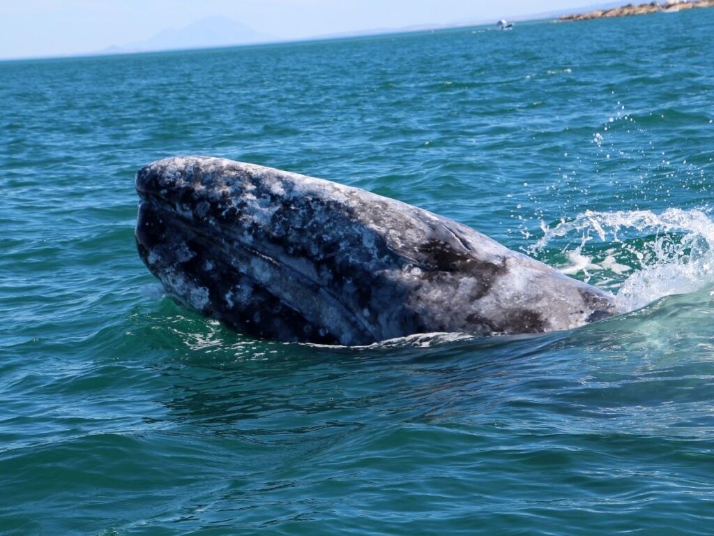 Gray whale surfacing near a boat in Baja California, Mexico