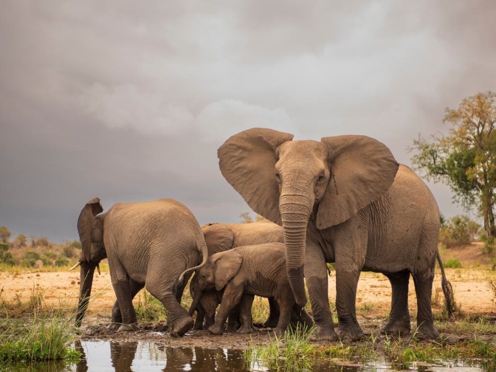 Elephants in Gorongosa National Park, Mozambique