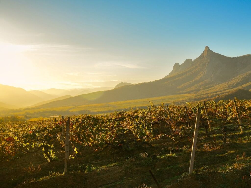 Vineyard with rolling hills in Southern Highlands, Australia