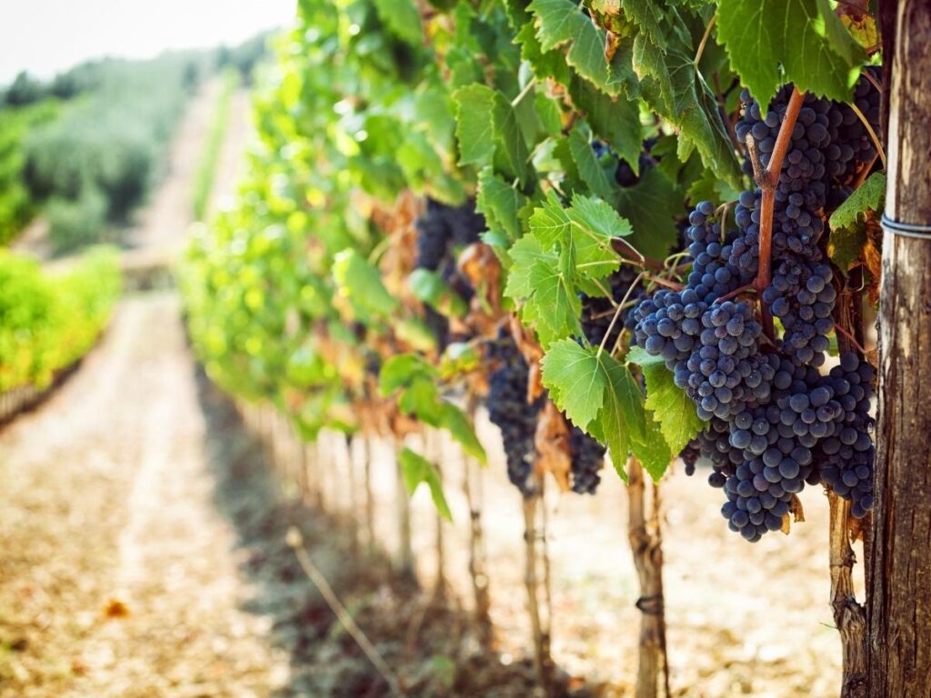 A Tuscan vineyard during vendemmia.