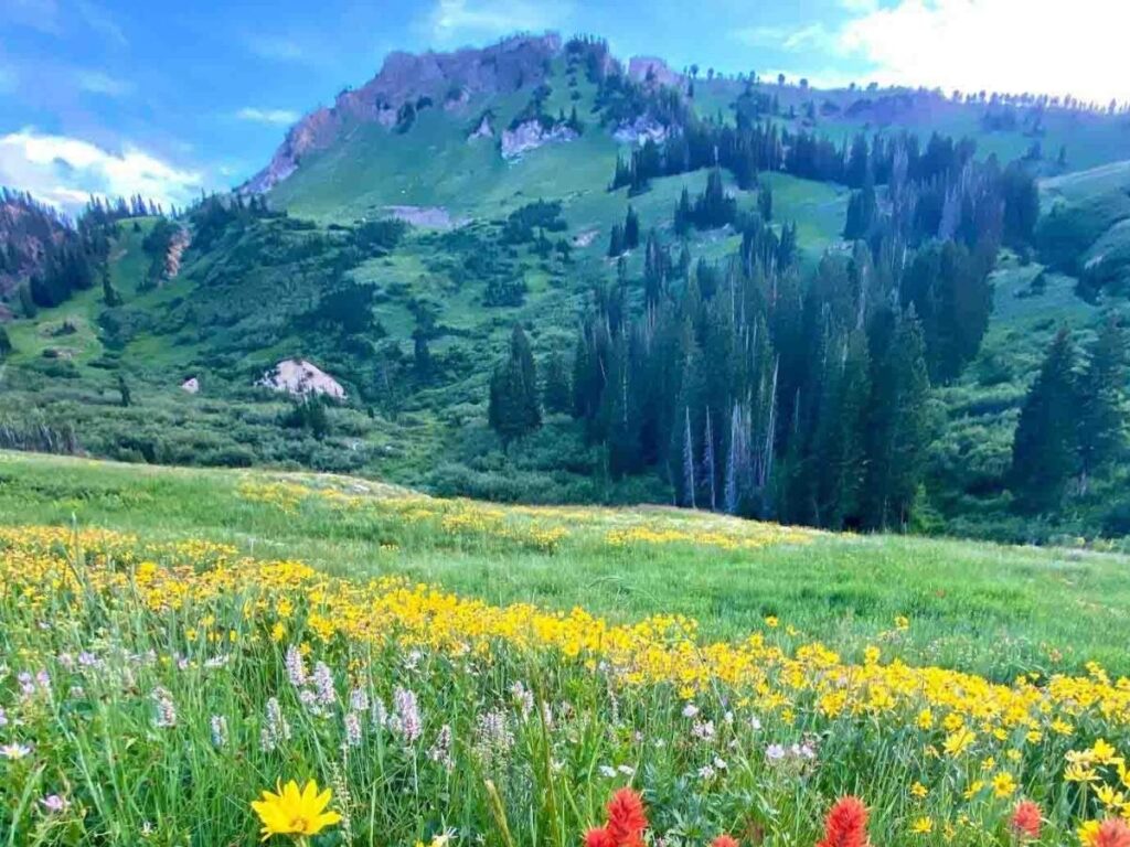 Hiking trail in Alta Langa lined with spring wildflowers and rolling meadows