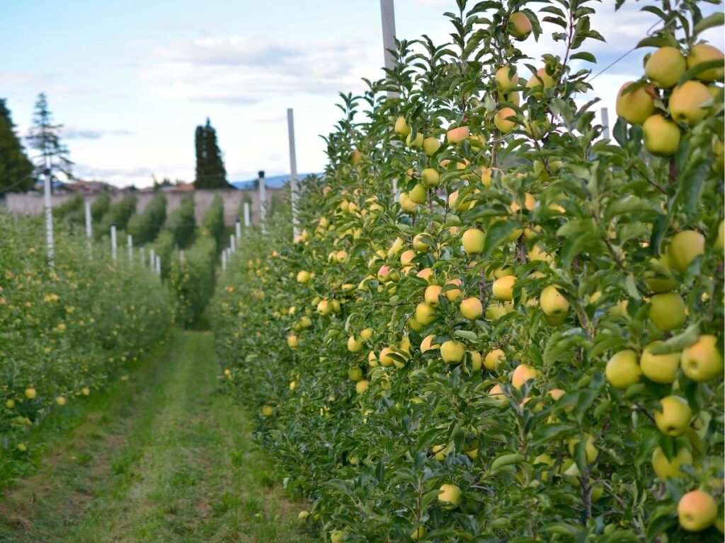 Apple orchard in Val di Non in autumn, with packed crates and a farmer walking between rows.