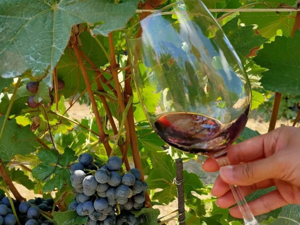 Close-up rows of Nebbiolo vines with rolling hills in the background, Barolo