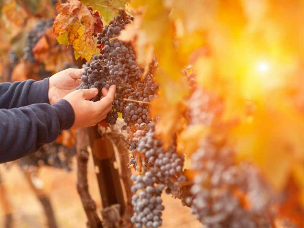 Vineyard in Calabria during autumn harvest with warm golden light.