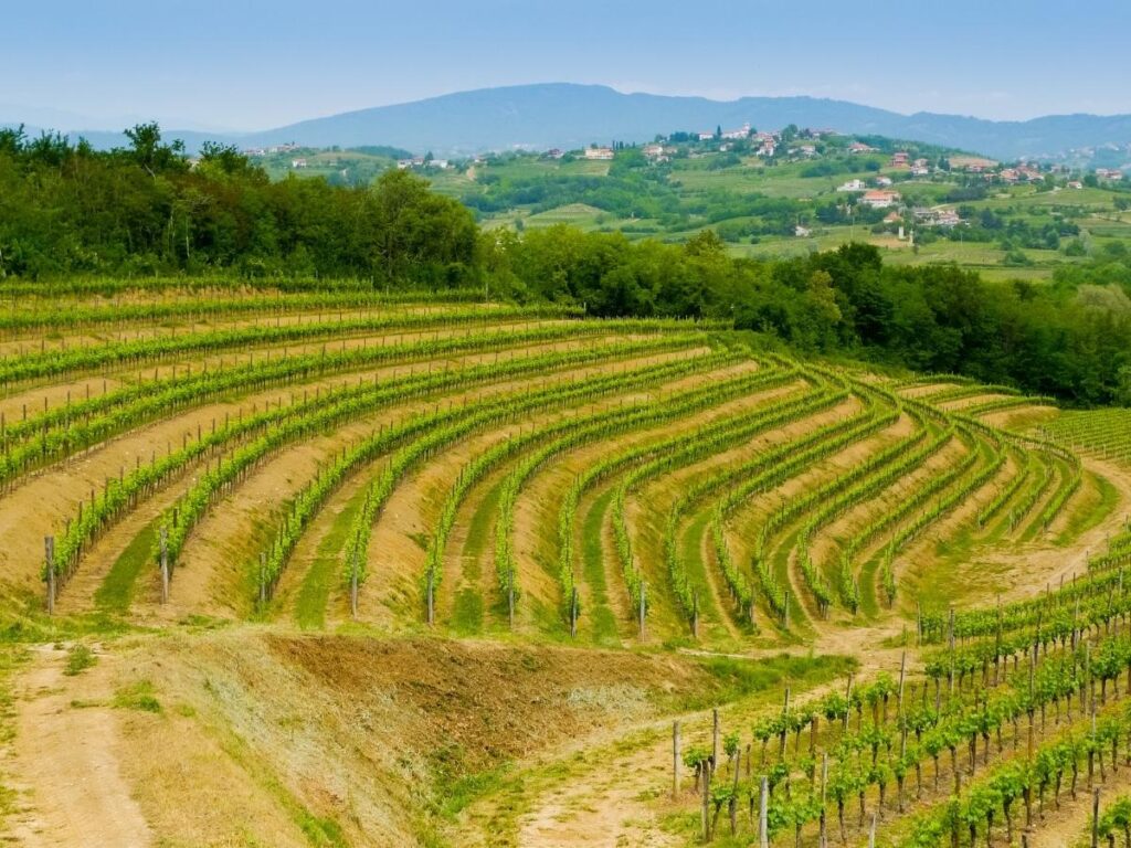 Rolling vineyard terraces in Collio with rows leading toward a distant farmhouse.