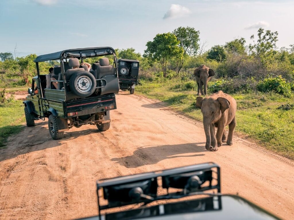 Eco-friendly safari jeep watching elephants in a wildlife reserve.