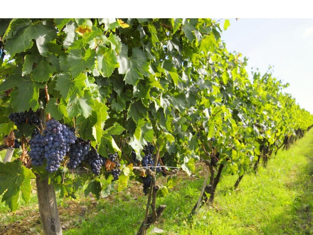 “Terraced vineyards on Mount Etna producing Etna DOC wines, with volcano slopes in the distance.