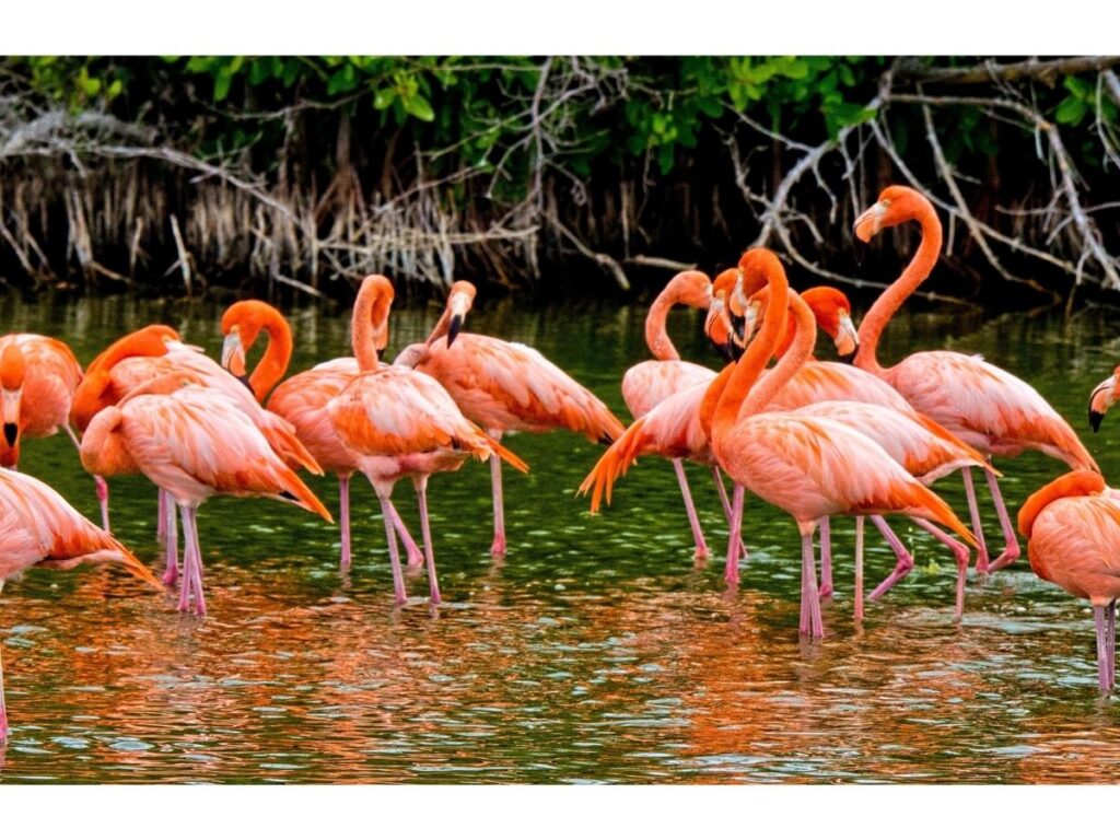 Pink flamingos standing in the shallow waters of the Po Delta wetlands