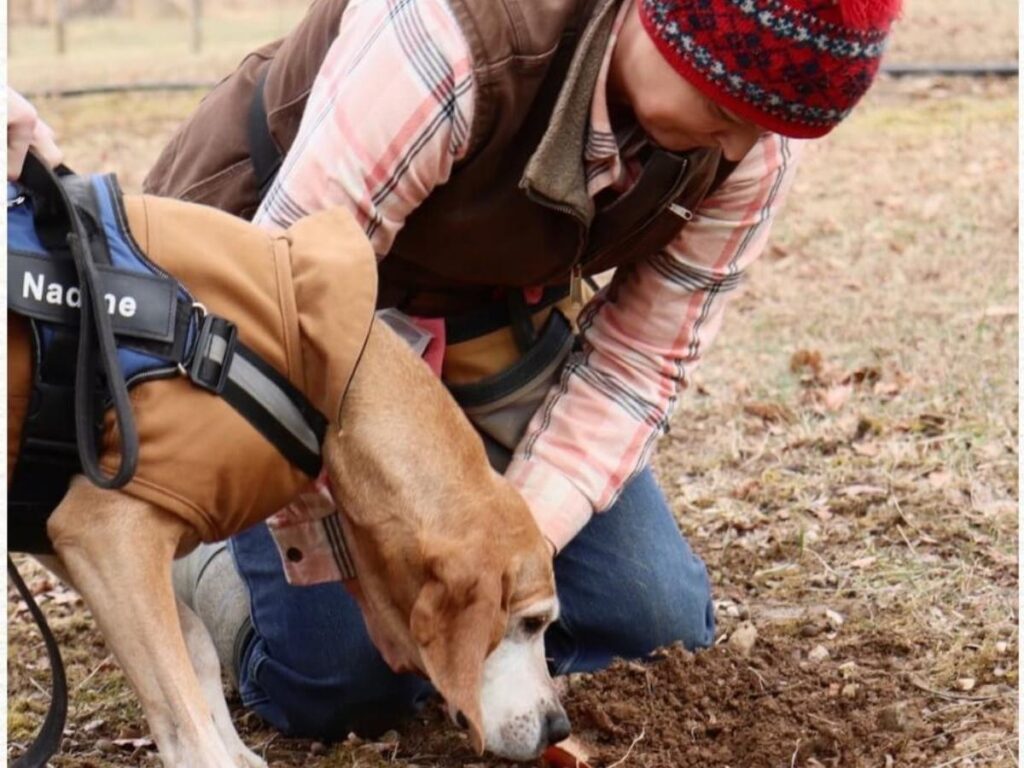 Truffle hunter and dog searching the forest floor near Alba