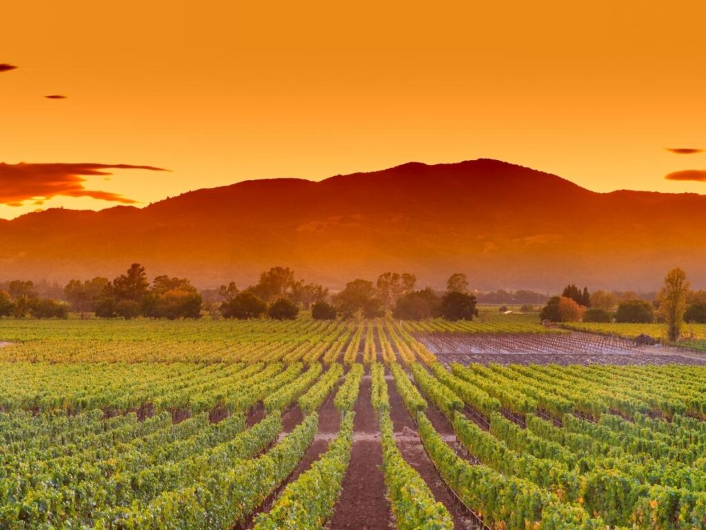 Golden vineyard rows in Abruzzo during autumn harvest with mountains in the distance.