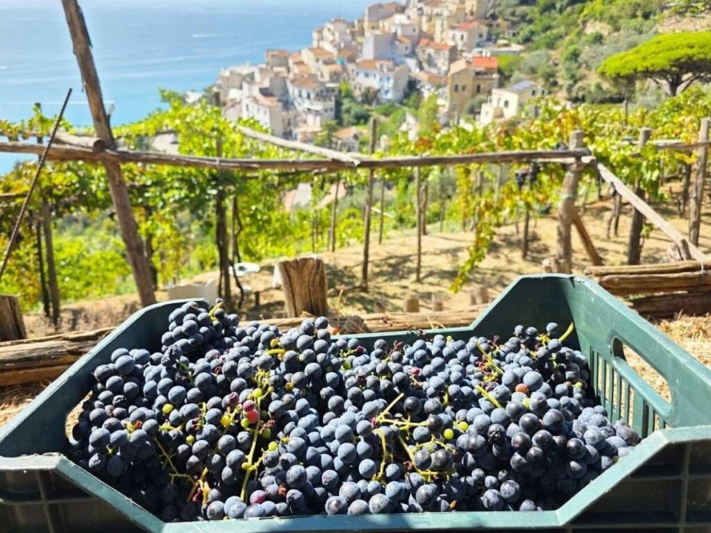 Rows of Aglianico vines on the volcanic slopes of Mount Vulture at golden hour.