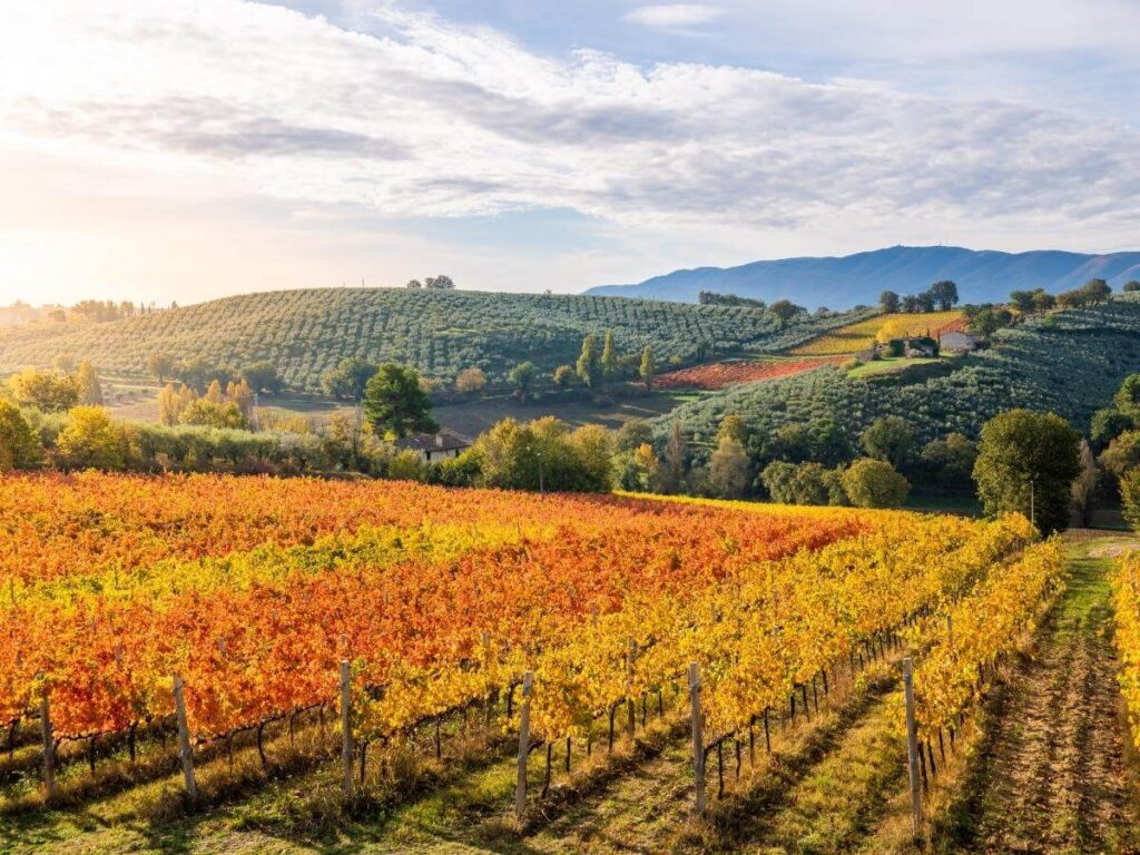 Vineyard rows on a golden hillside in Montefalco during harvest season with a glass of Sagrantino in the foreground