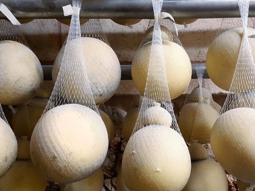 Pairs of caciocavallo cheese hanging from ropes in a traditional aging room.