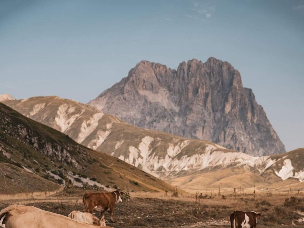 Wide open alpine plain of Campo Imperatore with sheep grazing and jagged Gran Sasso peaks in the background.