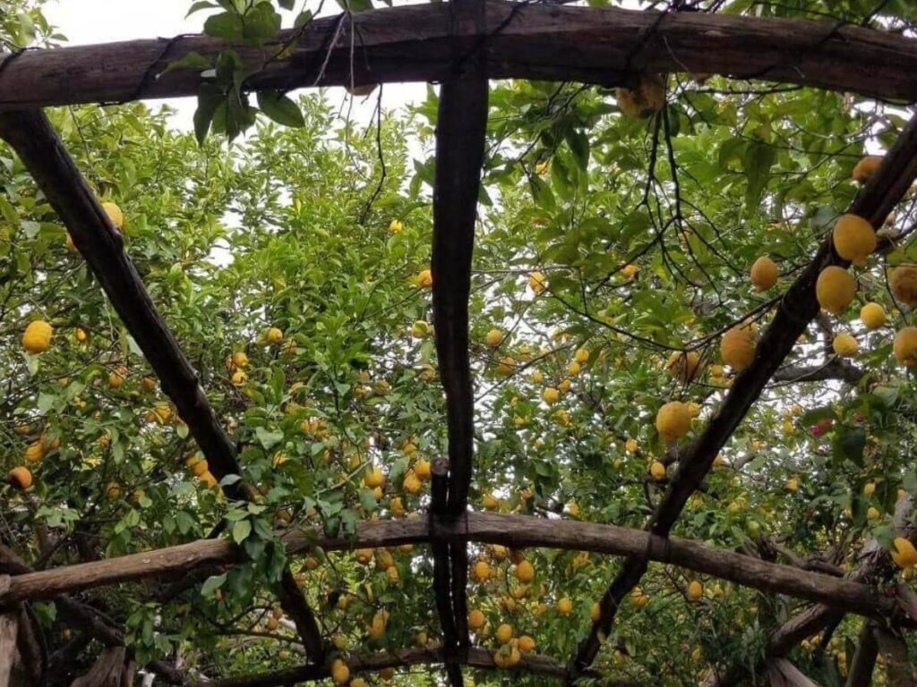Lemon trees and bottles of limoncello at I Giardini di Cataldo lemon grove in Sorrento