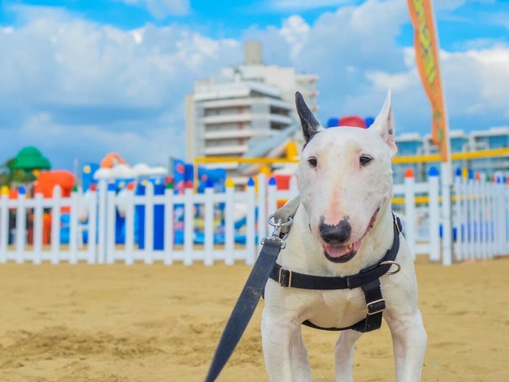 Dogs playing and splashing at Bau Bau Beach with owners laughing in the background