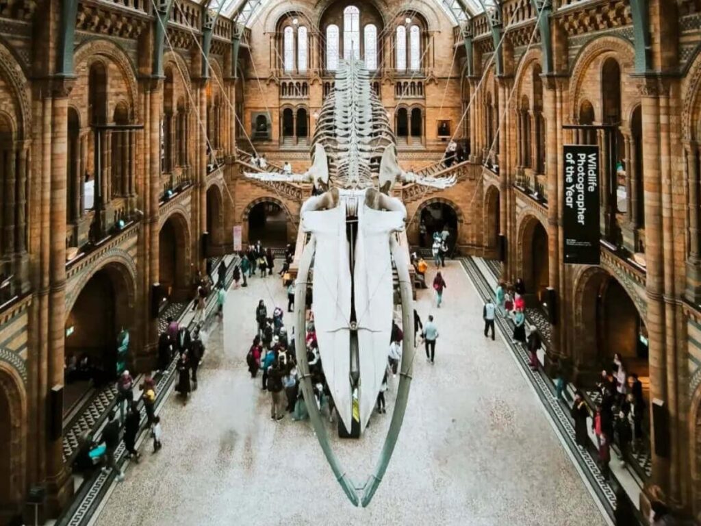 Interior of the Natural History Museum in London with its grand vaulted ceilings and blue whale skeleton.”