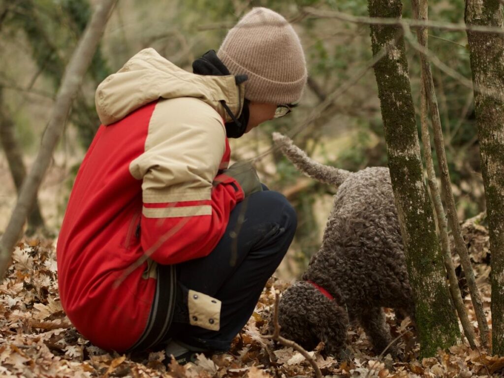 Truffle hunter and dog searching the forest floor near Norcia with baskets of dug-up truffles.