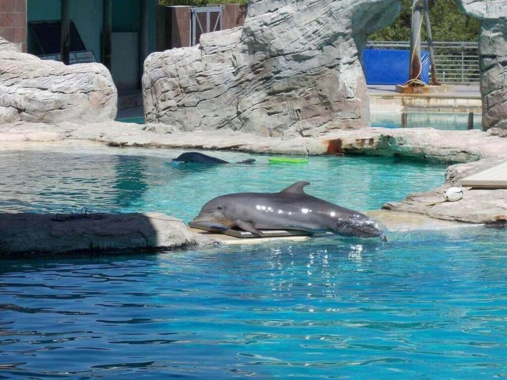 Dolphins performing during a show at Oltremare park in Riccione with audience watching