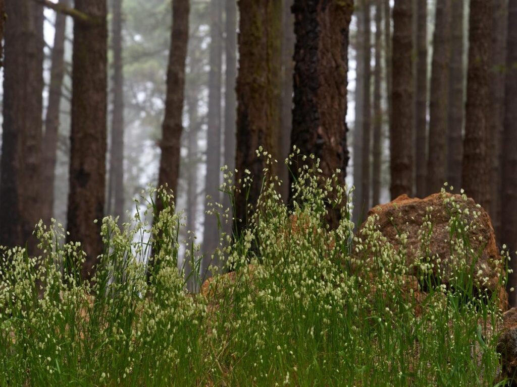 Twisted Bosnian pines in Pollino National Park with a hiking trail leading into the trees