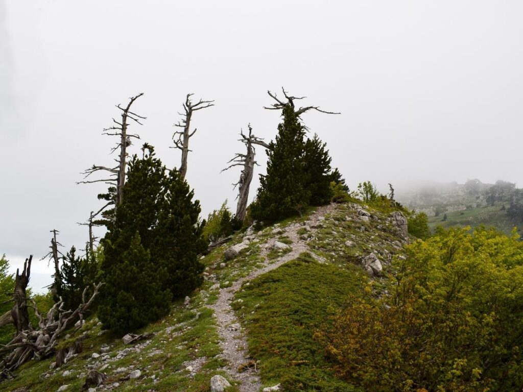 Lone hiker on a mountain trail surrounded by Bosnian pines in Pollino National Park, Basilicata.