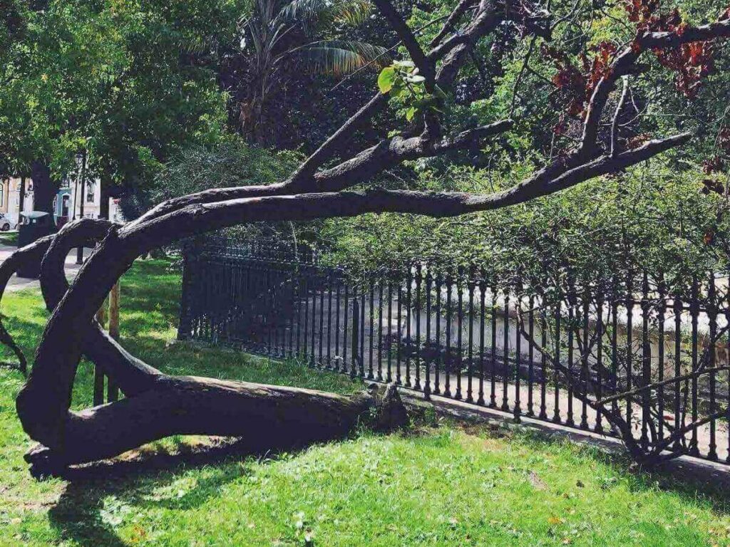 Jardim do Príncipe Real with shaded trees and weekend market stalls