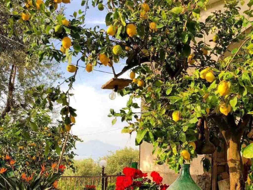 Lemon trees in bloom along a sunlit Sorrento lane in spring, white blossoms hanging over garden walls.