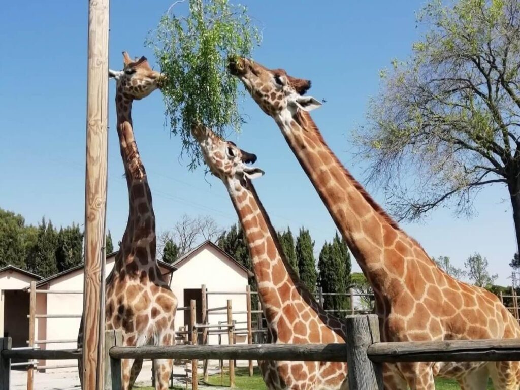 Child feeding a giraffe at Parco Zoo Punta Verde in Lignano Sabbiadoro