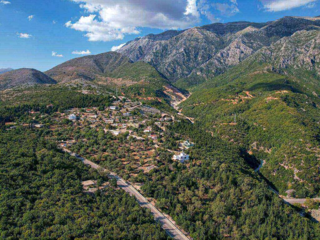 Pine trees lining a quiet stretch of road on the Albanian Riviera in warm afternoon light