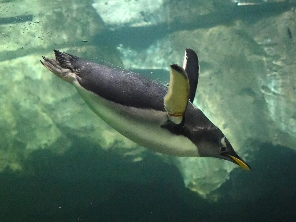 Penguins on rocky platforms at the Atlantic Sea Park, Ålesund