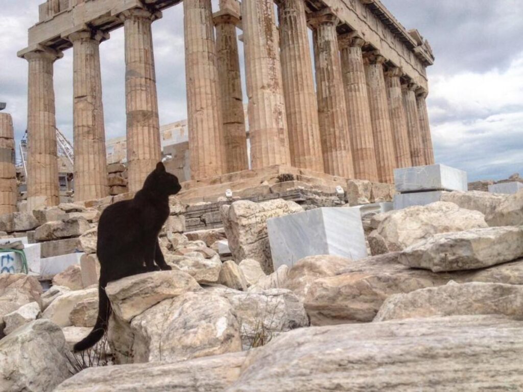 A stray cat weaving between ancient columns on the Acropolis, caught in a quiet sunlit moment